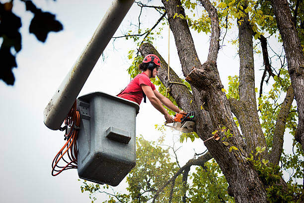 How Our Tree Care Process Works  in  Loveland, OH