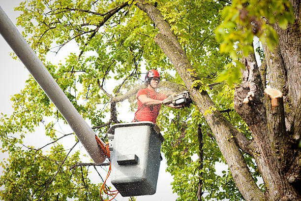 Trusted Loveland, OH Tree Care  Experts